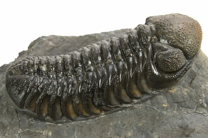 Detailed Austerops Trilobite - Ofaten, Morocco #325881